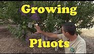 Growing Pluots (Plumcots) in AZ