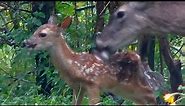 5-day-old fawn and mother white-tailed deer