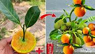 Best Idea!!! Great Unique Skill reproduce jackfruit trees with oranges using the easy way for beginners is also possible