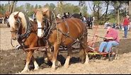 2014 Draft Horse & Mule Plow Day (full)