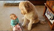 When we teach each other to grow up - Cute dog and their little angel friend