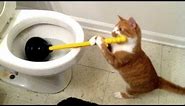 Funny TOILET CATS are the ULTIMATE TRY NOT TO LAUGH challenge - Funniest CAT compilation