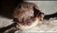 Half Of MN Bat Species Nearing Extinction Due To Fungal Disease