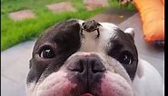 Frog Sits On Dogs Face