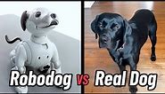 AIBO vs Real Dog - which is the better Pet? | Robotic Pets from Japan
