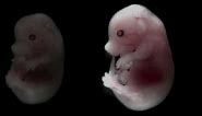 Mouse embryo developing over time