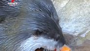 Adelaide Zoo’s meerkats and otters are among beloved residents beating the heat with icy treats and cool baths. #7NEWS | 7NEWS Adelaide