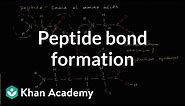 Peptide bond formation | Macromolecules | Biology | Khan Academy