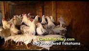 Red Shouldered Yokohama Chicken Breed (Breeder Flock) | Cackle Hatchery