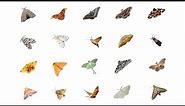 Types of Moths | Moth Species In English Language | Learn Moth Species