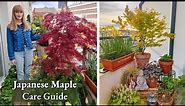 How To Grow Japanese Maples in Pots - Complete Care Guide
