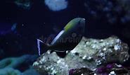 Indian Triggerfish and Masked Puffer Fish Stock Video - Video of sequence, tracking: 66341173