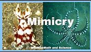 Examples of animal mimicry
