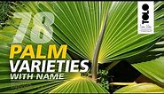 Palm Varieties with name || Beautiful Indoor Palms | Types of Palm Trees