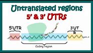 Untranslated regions : how 5' and 3' UTRs regulate transcription and translation | 3' and 5' UTR