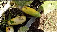 Tuesday Tip on Yellow Cucumbers