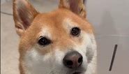Shiba Inu is Sad When Sees the Owner’s Suitcase