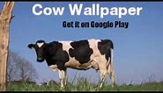 Cow Wallpaper HD