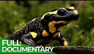 Fire Salamander - Spectacular Footage of the Elusive Nocturnal Wanderer | Free Documentary Nature
