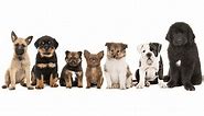 Dogs & Puppies for Sale - Latest Pet Ads - Buy, Sell, Adopt