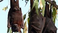 Bats or cloaked vampires?