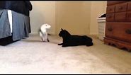 Cat Ferret play fighting