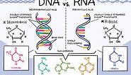 What Are the Key Differences Between DNA and RNA?