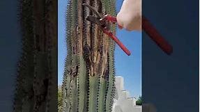 Help save my Saguaro Cactus | Black tar drip | White spots | Fruit smell | rot?