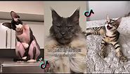 This is Supposed to Remind Cat of How They were Worshiped in Ancient Egypt | Tiktok Cat Compilation