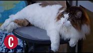 Meet the World’s Largest House Cat | Cosmopolitan
