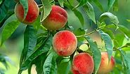 How to Grow Peaches Organically - Complete Growing Guide