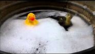 Duckling takes a Bath with Rubber Ducky