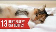 Funny cats and cat quotes and sayings
