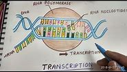 how to draw transcription