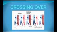 Crossing over: Definition, Types, Significance and factors affecting crossing over