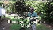 How to grow Bloodgood Japanese Maple with a detailed description