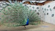 A blue peacock opening his tail up close to the camera (HD)