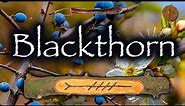 Blackthorn. Folklore, Mythology and Symbolism of the Blackthorn Tree (Straif | Thurisaz)