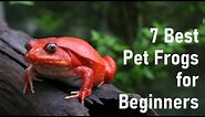 7 Best Pet Frogs for Beginners | Animals Unlimited | Sameer Gudhate