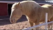 Critically Rare American Cream Draft Horse. Fewer than 2,000 in the world.