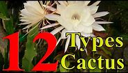 Cactus Plants - 12 Types of Cactus you can Grow at Home