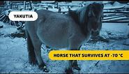 Yakutian Horses - the Breed That Survives at -70°C