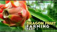 Dragon fruit farming in the Philippines : Dragon fruit farming Part 1 #Agribusiness