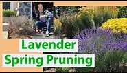 Lavender Spring Pruning Guide