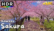 4K HDR Japan Cherry Blossoms - Kawazu Sakura