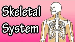 The Skeletal System - Skeletal System Functions - Skeletal System Basics