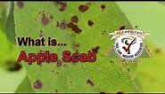 What is Apple Scab