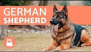 All about the German Shepherd - History, care & training