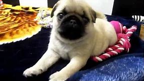 Pug Puppies of all colors