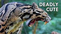 Leopard: Threats and Conservation